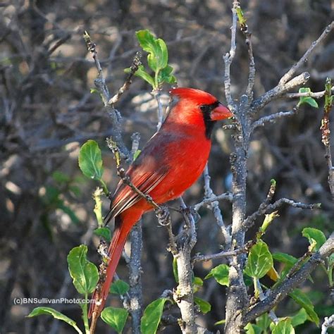 Male Northern Cardinal Cardinalis Cardinalis Hawaii By B N