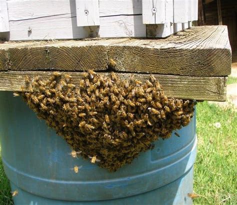 How To Prevent Swarming In Honey Bees Carolina Honeybees Honey Bee Swarm Bee Swarm Bee Keeping