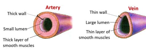 Artery And Vein Difference
