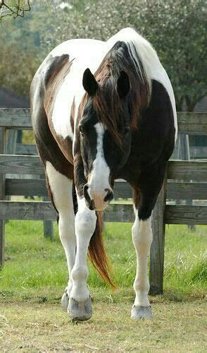 google image result  httpwwwglobetrottingcomaupageimagesargentinacriollo horses