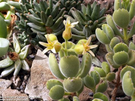 The plants can be mat forming or clump forming or small to medium shrubs. Купить растения, продажа и рассылка почтой, каталог, заказ ...