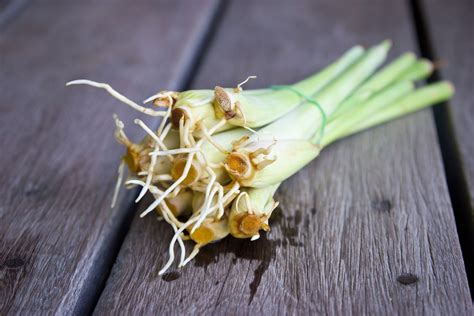 How To Grow Lemongrass When To Plant Grow And Harvest Better Homes