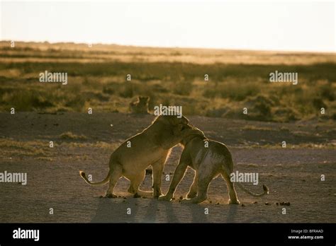 Lions Play Fighting Panthera Leo Stock Photo Alamy