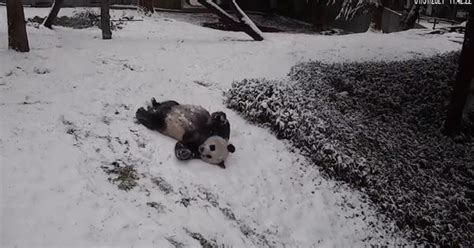Caught On Panda Cam Giant Pandas Slide Downhill Somersault Play On