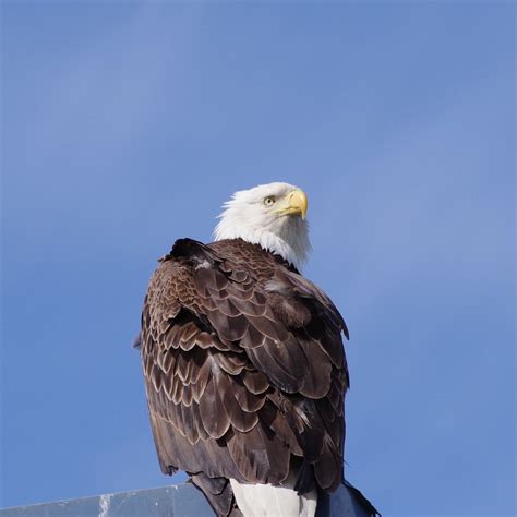 Bald Eagle Pentax User Photo Gallery