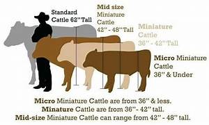 Mini Jersey Miniature Cattle Height Chart For Measurements Of Milk Cows