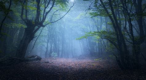 Mystical Autumn Forest In Fog In The Morning Old Tree Stock Photo
