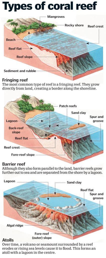 Coral Reefs Exploring The Rainforest Of The Seas How It Works Magazine