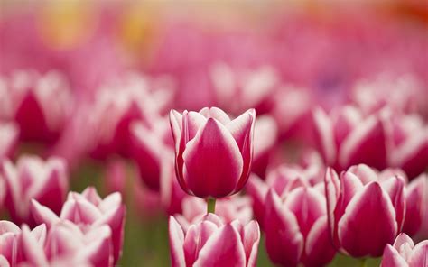 We did not find results for: Flowers Tulips Pink White Spring wallpaper | 1680x1050 ...
