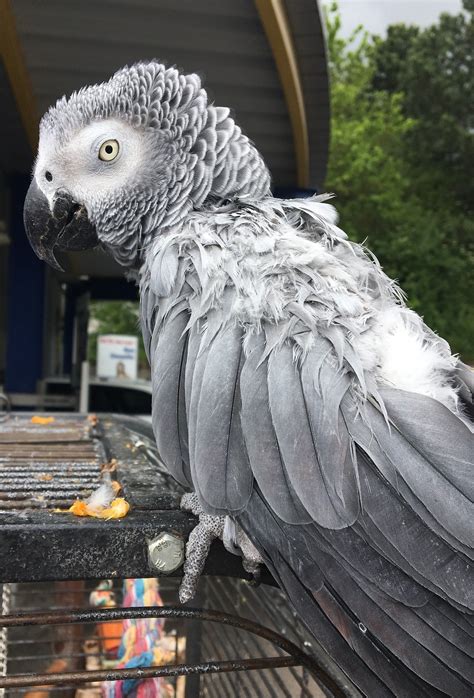 Free classified ads for pets and everything else. parrot-2370588_1920-1 - Birds for Sale in Texas | Bird ...