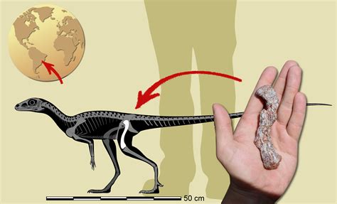 The Oldest Dinosaur Precursor From South America Is Discovered In