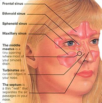 Nose, snivel, clogged, nostrils, nascences, nosebleed, knead nose. Hidung Selalu Tersumbat? | Sup Manok