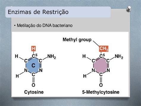 Enzimas De Restrição São Fundamentais à Engenharia Genética Porque Permitem