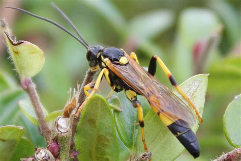 Life On An Oxfordshire Lawn An Ichneumon Wasp Amblyteles Armatorius