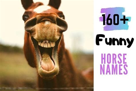 160 Funny Horse Names Helpful Horse Hints