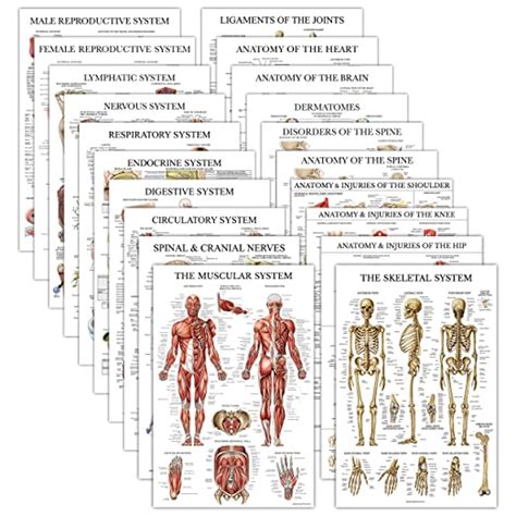 20 Pack Anatomical Posters Laminated Muscular Skeletal