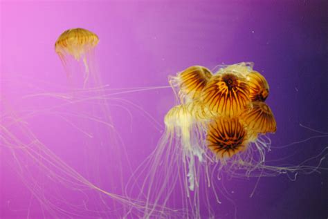 Jellies Visited The Jellyfish Exhibit At The Aquarium Tod Flickr
