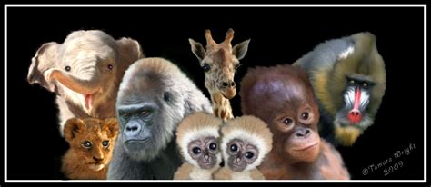 Collage Of Zoo Animals Also Happy To Do Portraits Of Zoo Animals