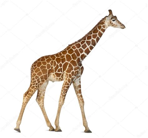 Girafe De Somali Communément Appelé Girafe Réticulée Giraffa