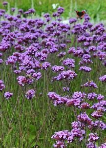 Железница, железняк, голубиная трава, сухая нехворощ. Verbena bonariensis 'Lollipop' | Verbena, Tuinplanten, Planten