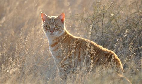 Baiting Of Feral Cats With Sodium Fluoroacetate 1080 Pestsmart