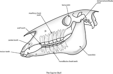 Horses have a strong structure and musculature. Equine Skull Anatomy, interesting facts. - Texas Equine ...