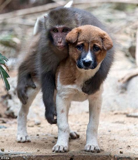 Monkey Becomes Friends With Puppy But Not Everyone Is Happy Daily