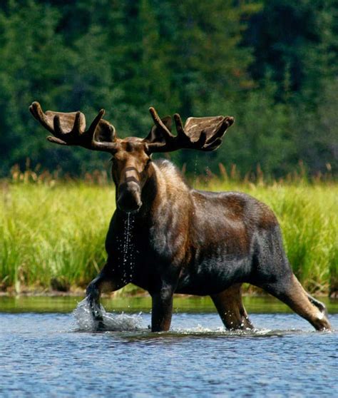 Canadian Rockies National Parks Moose Pics Moose Pictures Animal