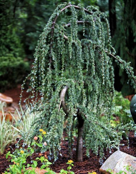 70 Best Weeping Evergreen Trees Images On Pinterest Evergreen Trees