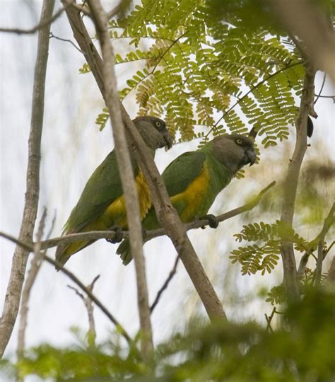 Stunning Senegal #parrots photographed in the wilds of West Africa