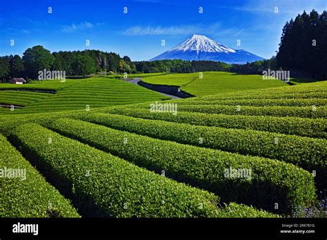 Tea Plantations And Mount Fuji Stock Photo Alamy