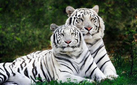 4582851 Animals White Tigers Tiger Nature Big Cats Wallpaper