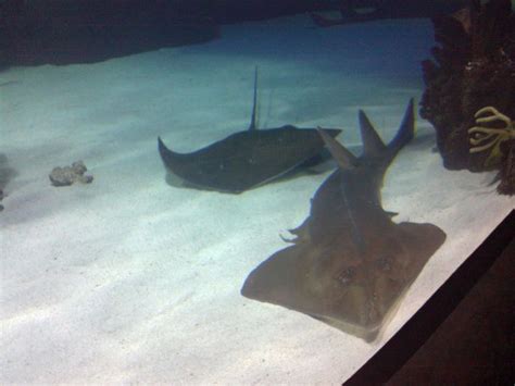 Kingdom: Animalia Phylum: Chordata Class: Chondrichthyes Order