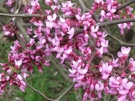 100 pcs per carton details : SHRUBS WITH PURPLE FLOWERS - LONG STEM GLASS FLOWERS