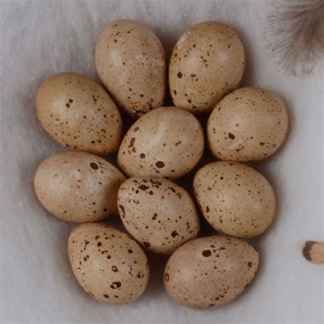 Eggs Of The British Black Grouse Lyrurus Tetrix Ssp Britannicus Eggs
