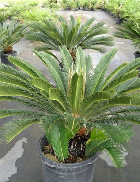 The sago palm houseplant is easy to care for and has a symmetrical shape that works perfectly in modern homes. Item Details - Tinga Nursery Inc.