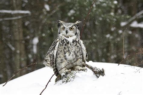 Great Horned Owl In A Winter Snow Storm Photograph By Inspired Nature