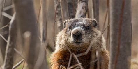 Do Groundhogs Climb Trees? WARNING - You Won't Believe it?