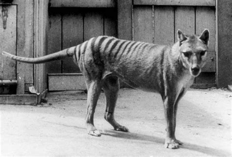 The tasmanian tiger is the largest carnivorous. thylacine | Facts & Sightings | Britannica