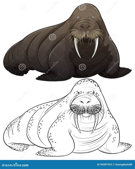 Doodle Animal Walrus Stock Illustrations 365 Doodle Animal Walrus
