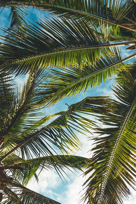 20 Palm Tree Pictures Hd Download Free Images On Unsplash