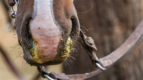 Influenza a is the one usually responsible for the annual epidemics. Equine flu: advice to owners after new cases include 16 on ...