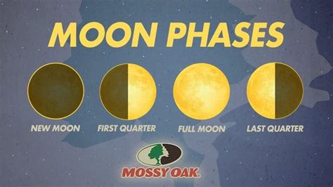 Lunar Deer Movement Chart Graphics Moon Phase Calendar Moon Phases