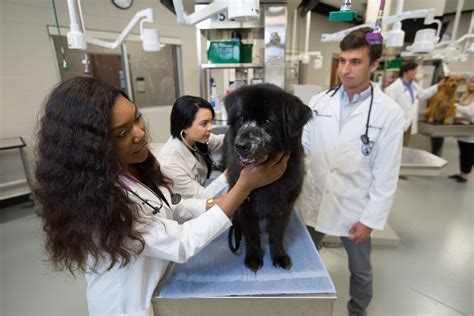 LMU-CVM Announces Master of Veterinary Clinical Care Degree