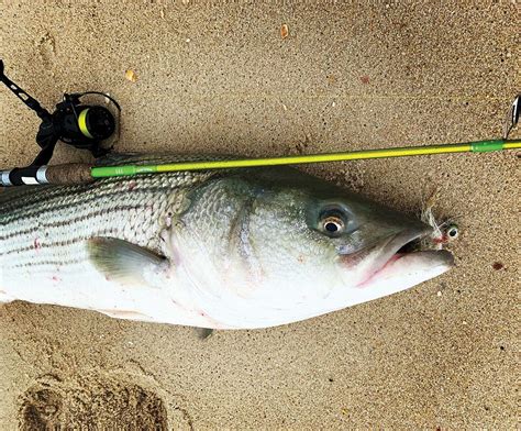 Snap It On The Beach How To Snap Jigging From Shore The Fisherman