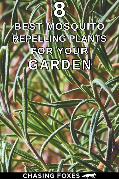 8 Mosquito Repelling Plants For Your Garden Mosquito Repelling Plants