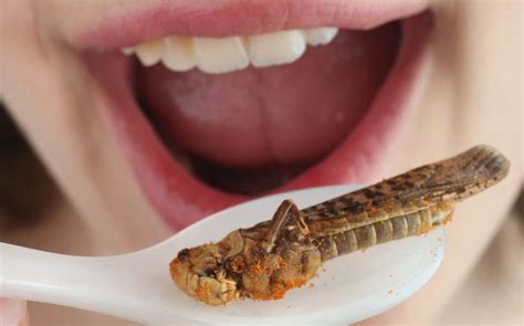 Pourquoi Manger Des Insectes Tous Nos Articles