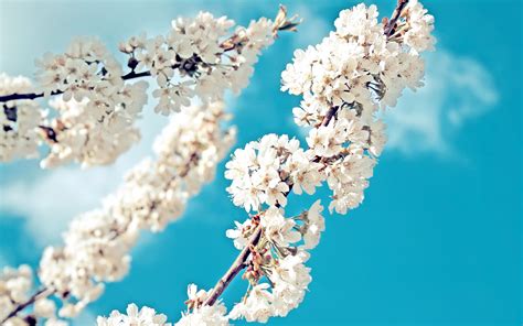 Download blue sky flower images and photos. Spring flowers against the sky wallpapers and images ...