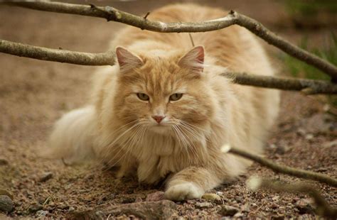 Norwegian Forest Cat Breed Description Characteristics Appearance