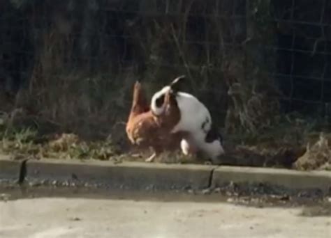 Farmers Wonder If Randy Rabbit Caught On Camera Humping Hens In Fermanagh Could Explain Where